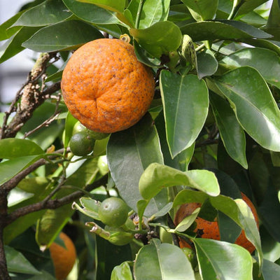 Sæbebar citrus - Udebruser.dk