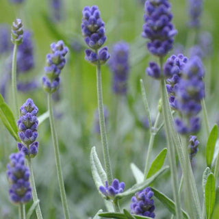 Sæbebar lavendel - Udebruser.dk