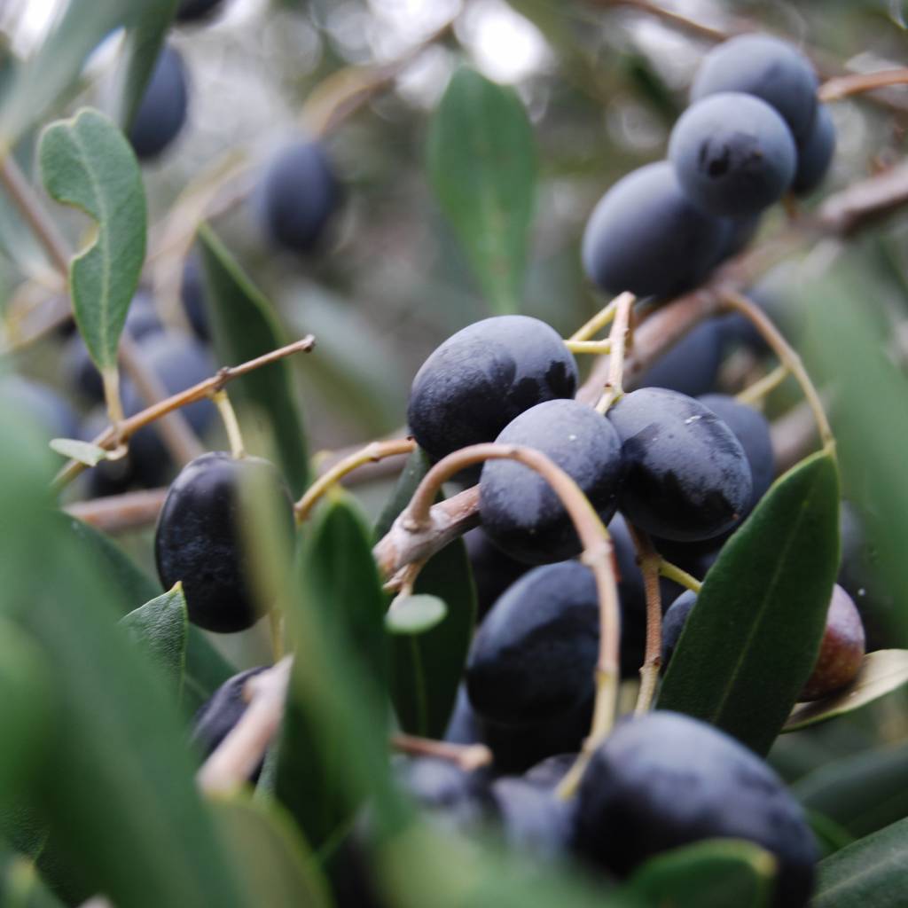 Sæbebar olivenolie - Udebruser.dk